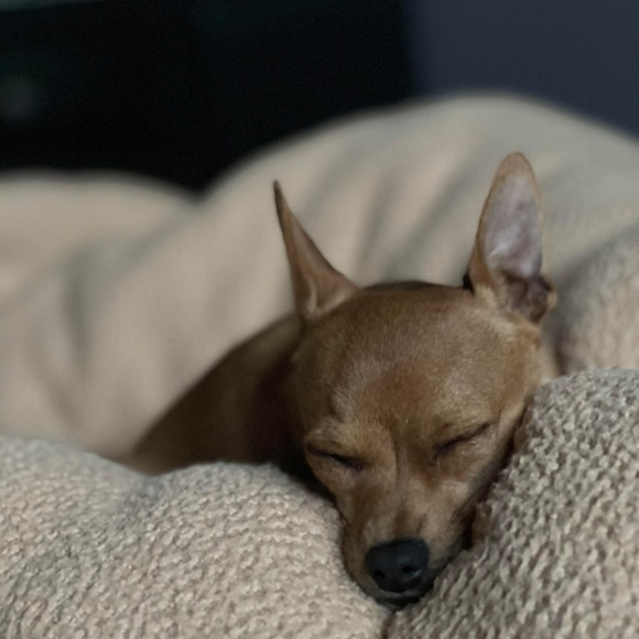 Meet your Posher, Bosua - Picture 1 of 1